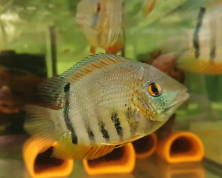 Red Spot Green Severum 45"